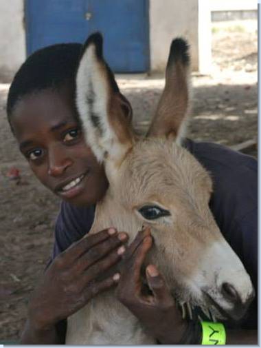 Ladies Long Donkey Gents Band Xxx Video - Gambia Horse And Donkey Trust